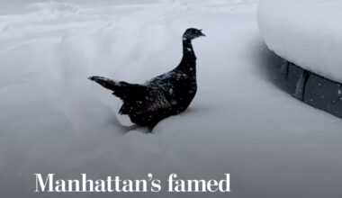 Astoria, a wild turkey that has moved into the Manhattan park The Battery, explored the snow on Feb. 23 during the winter storm that hit the city. Caretaker Anke Frohlich recorded video of Astoria, in part to share with the turkey's concerned fans. “Conditions were treacherous,” Frohlich said. “Astoria has many fans around the world who are eager to hear about her wellbeing. I was on site to update them first hand.”