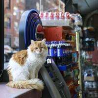 New York seeks rights for beloved but illegal 'bodega cats' | National