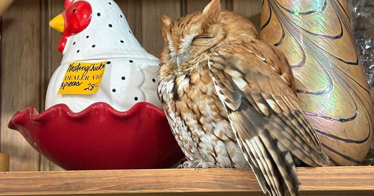 Sleepy owl found resting among items on a New York antique store shelf | State News