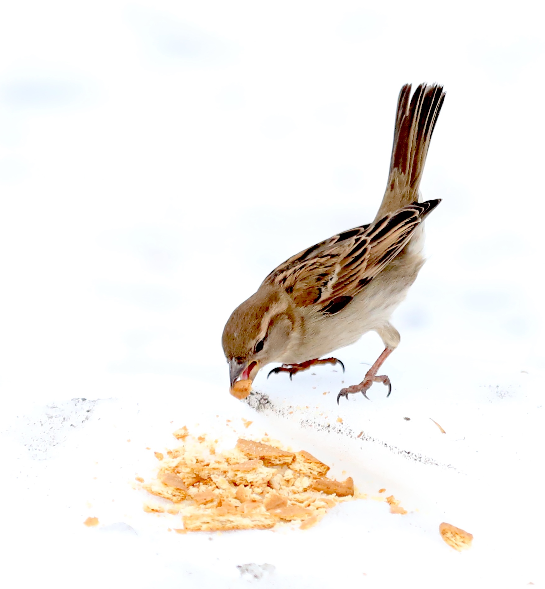 Many colorful visitors, such as this male House Sparrow, appeared during a 30-minute visit to the Conference House parking lot. (Advance/SILive.com | Jan Somma-Hammel)