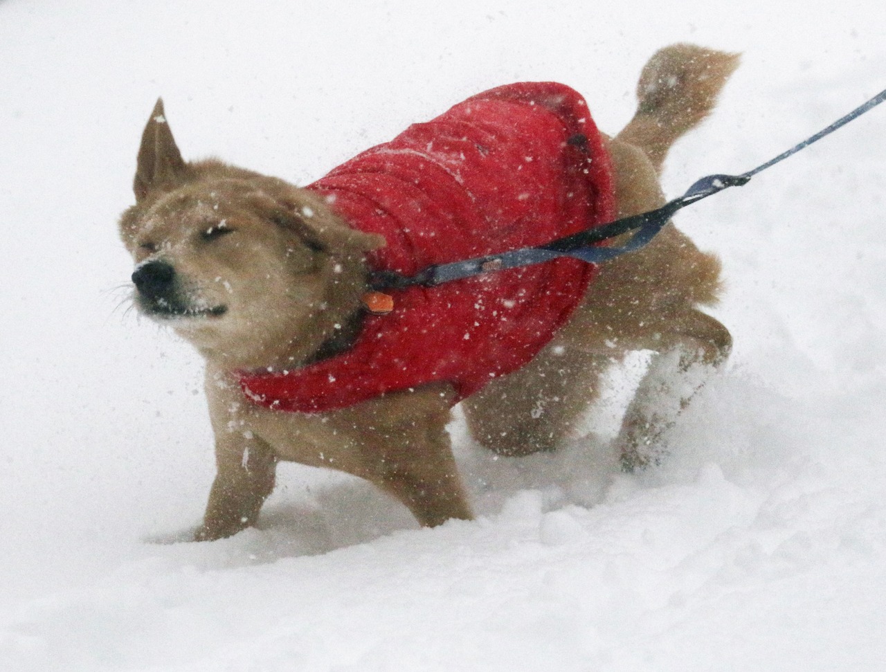 Snow 2016 Staten Island