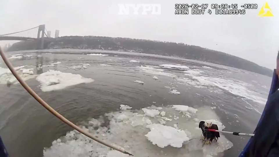 Injured bald eagle stranded on ice saved by NYPD NYPD/X