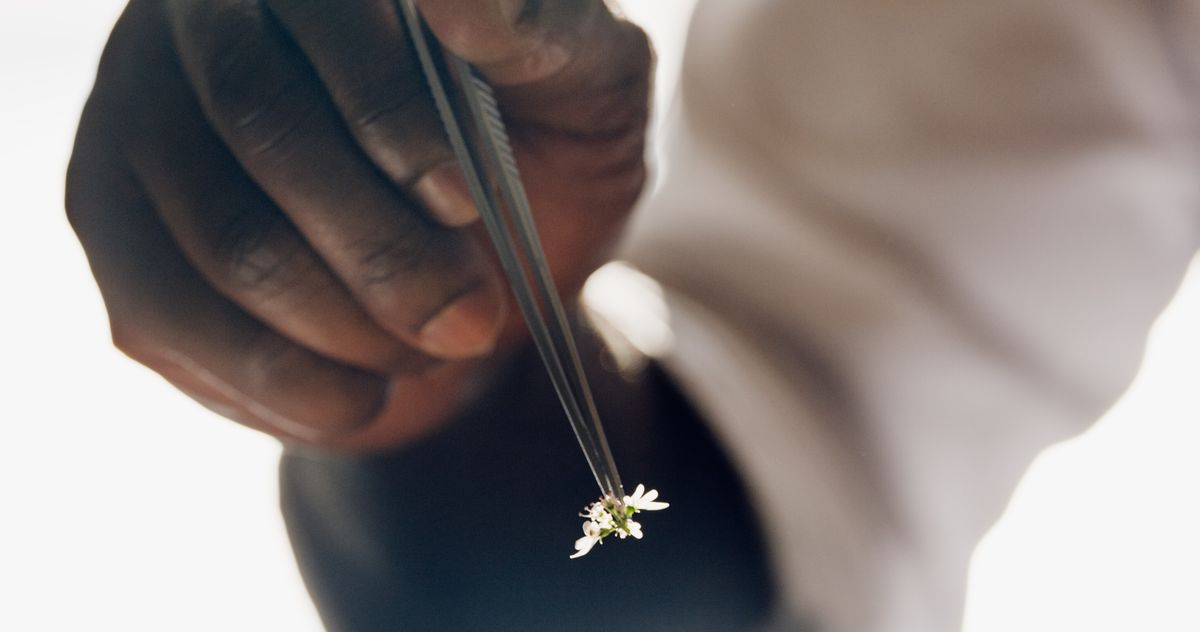 Restaurant Review: Cove and Saga