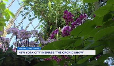 News 12 | Brooklyn | NYBG’s “The Orchid Show” pays tribute to NYC