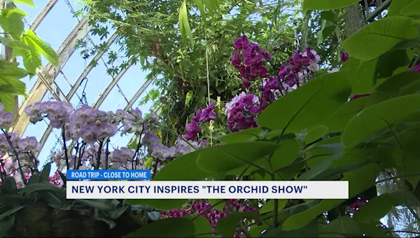 News 12 | Brooklyn | NYBG’s “The Orchid Show” pays tribute to NYC