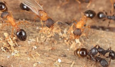 The Jerusalem Post - Israel News