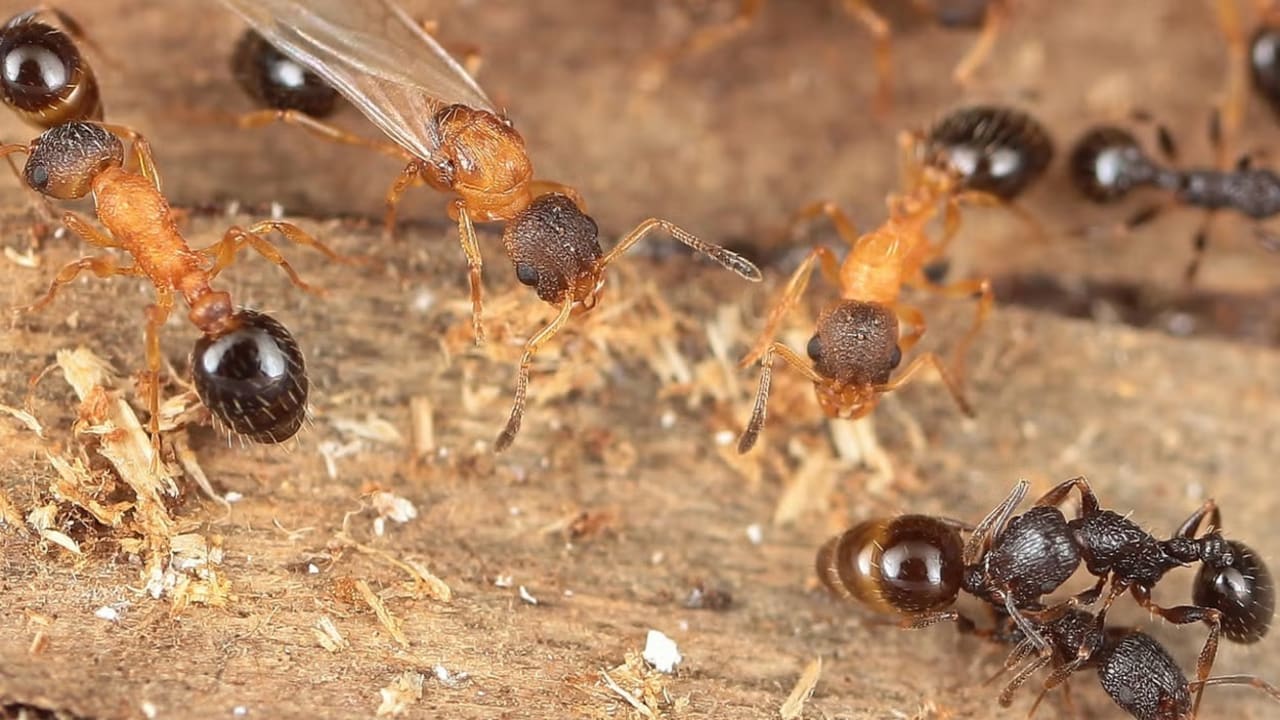 The Jerusalem Post - Israel News