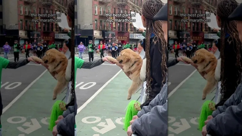 Happy-looking golden retriever giving out high-fives at a race