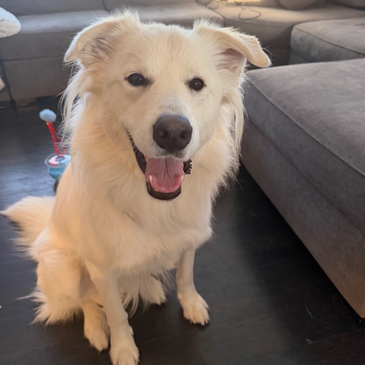 Looking for love…here you go.  Adoptable pets here to change your life: Feb 7 - Feb 8