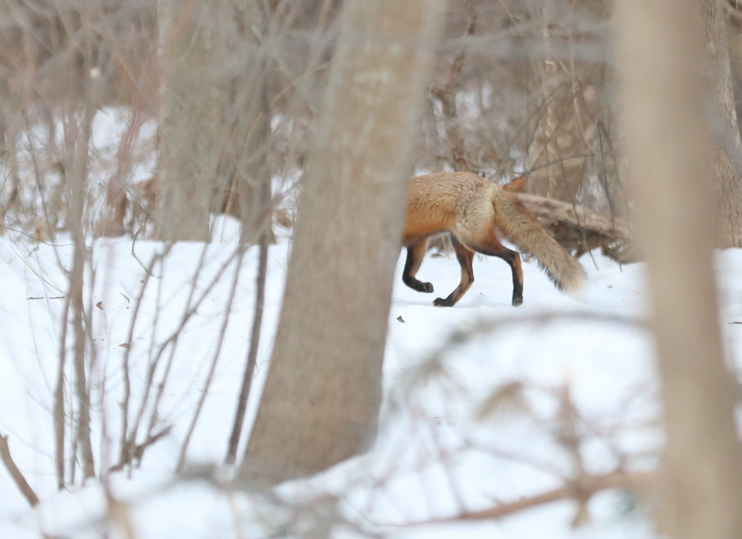 An elusive red fox appeared in the trees during a 30-minute visit to the Conference House parking lot. (Advance/SILive.com | Jan Somma-Hammel)