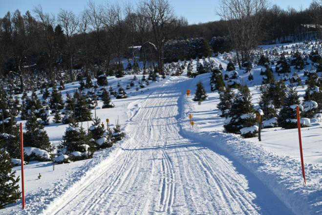 Snowy trail through a Christmas tree farm.