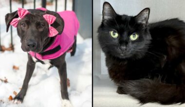 Manchita, left. Sun, right.