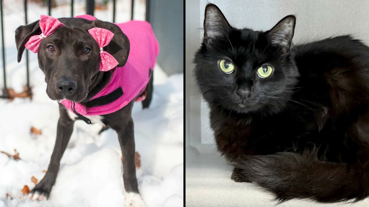 Manchita, left. Sun, right.