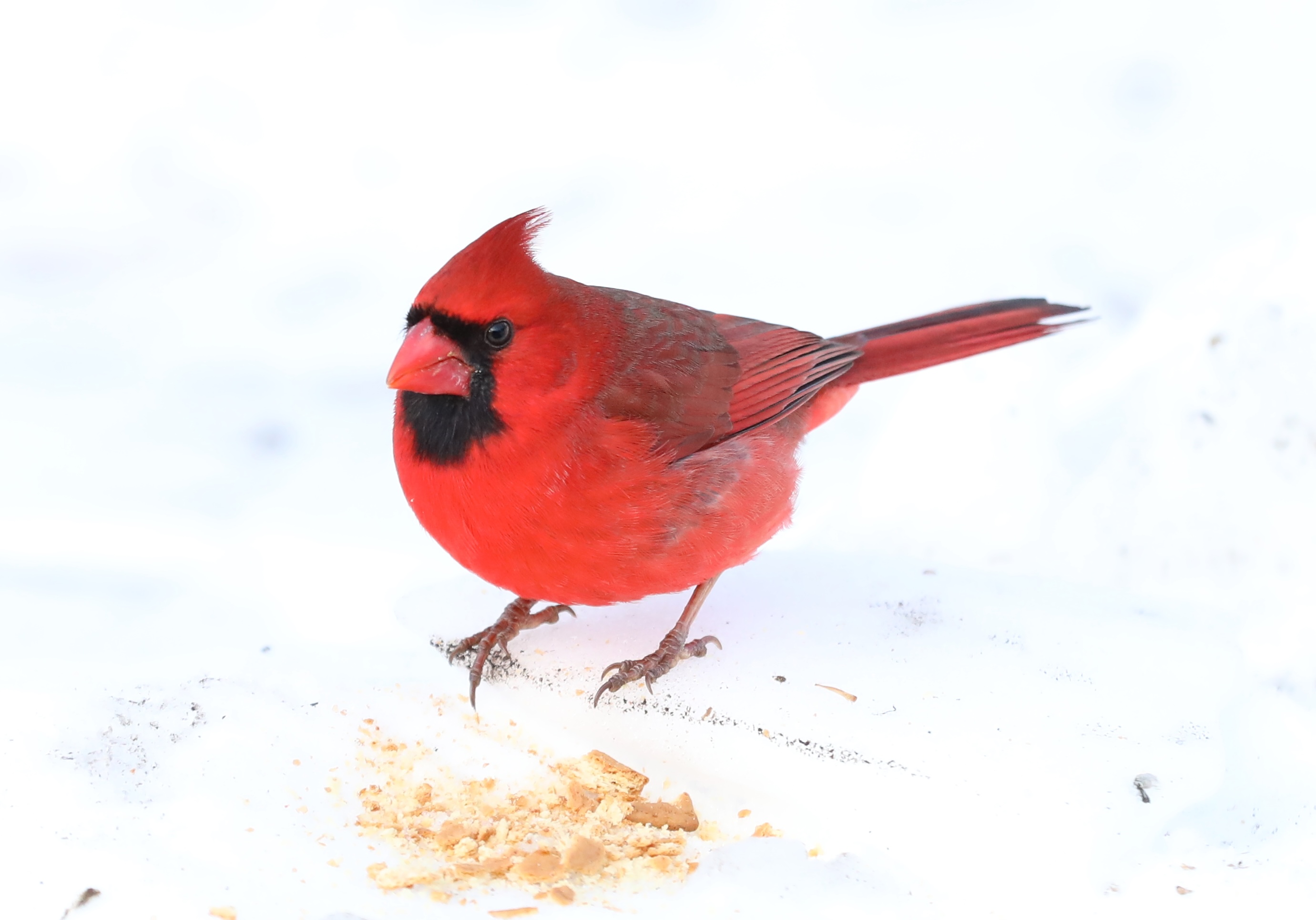 Many colorful visitors, such as this male cardinal, appeared during a 30-minute visit to the Conference House parking lot. (Advance/SILive.com | Jan Somma-Hammel)