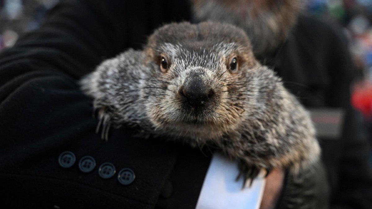 Origins, history and facts about Punxsutawney Phil – NBC New York