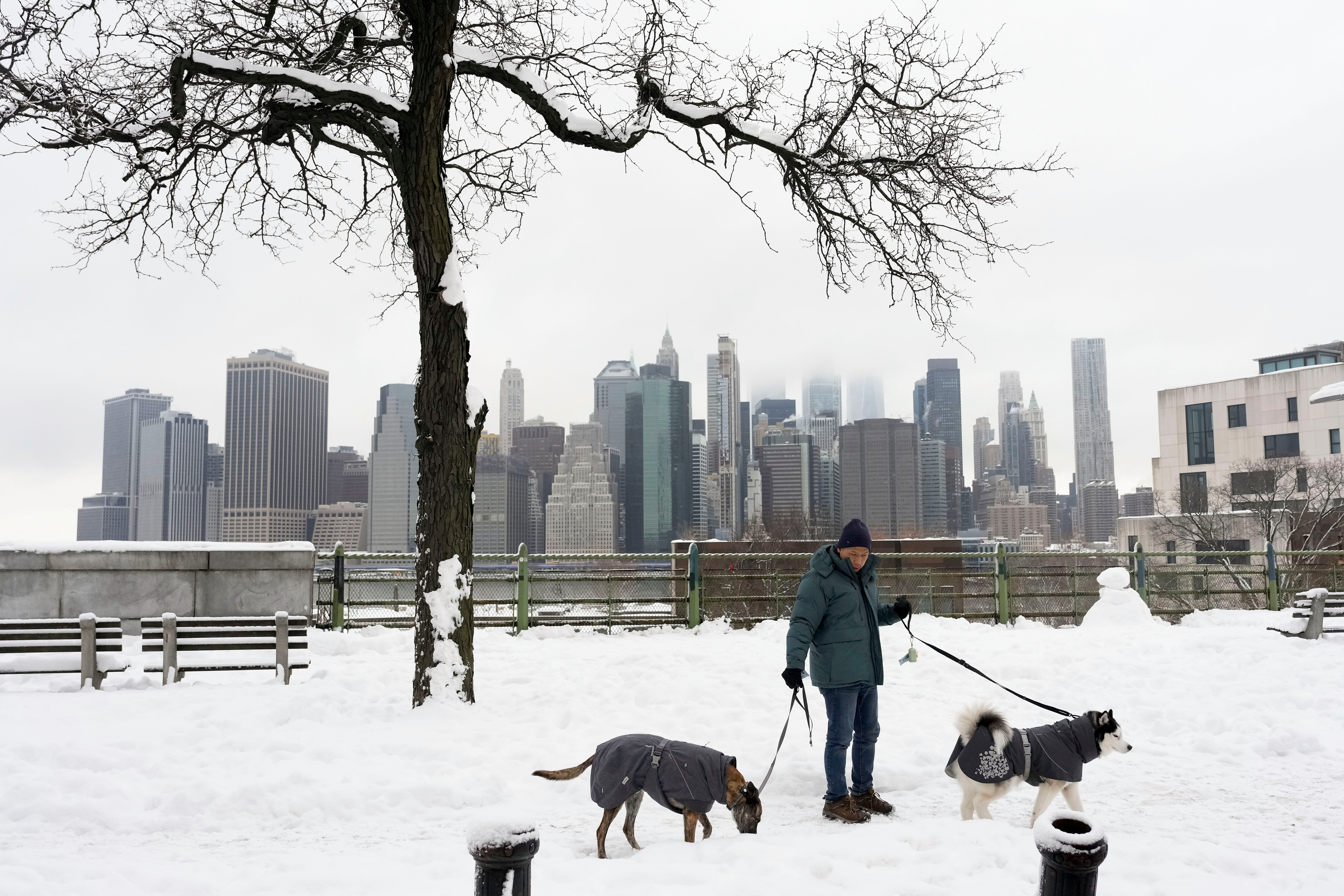 A man walks his dogs on the Brooklyn Heights Promenade.