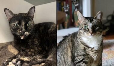 Cecile and Juliet. (ASPCA)