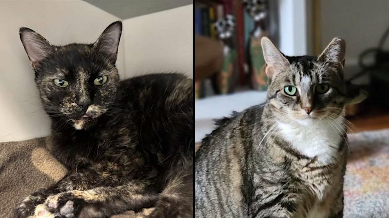 Cecile and Juliet. (ASPCA)