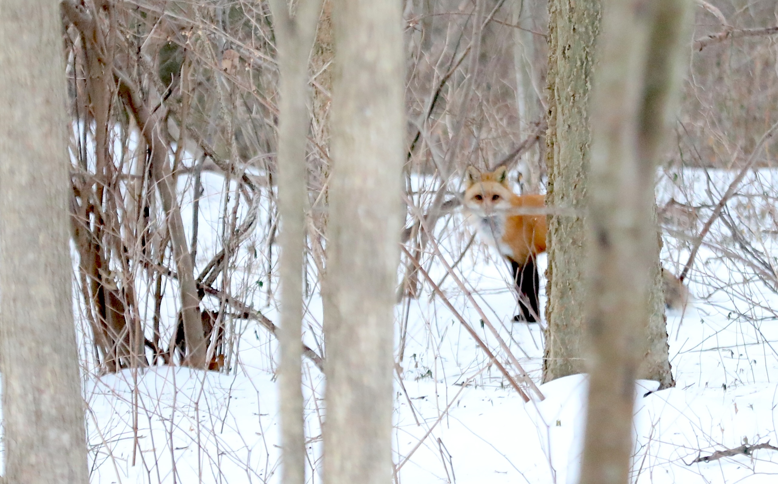 An elusive red fox appeared in the trees during a 30-minute visit to the Conference House parking lot. (Advance/SILive.com | Jan Somma-Hammel)