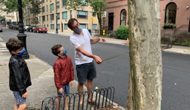 Brooklyn Heights Association volunteer Peter Steinberg and his sons Charlie (left) and Henry measured street tree pits in September 2020. Photo: Mary Frost/Brooklyn Eagle