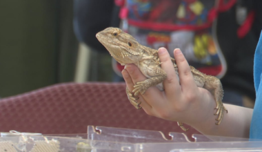 Zoo New York hosts Lunar New Year Celebration Saturday