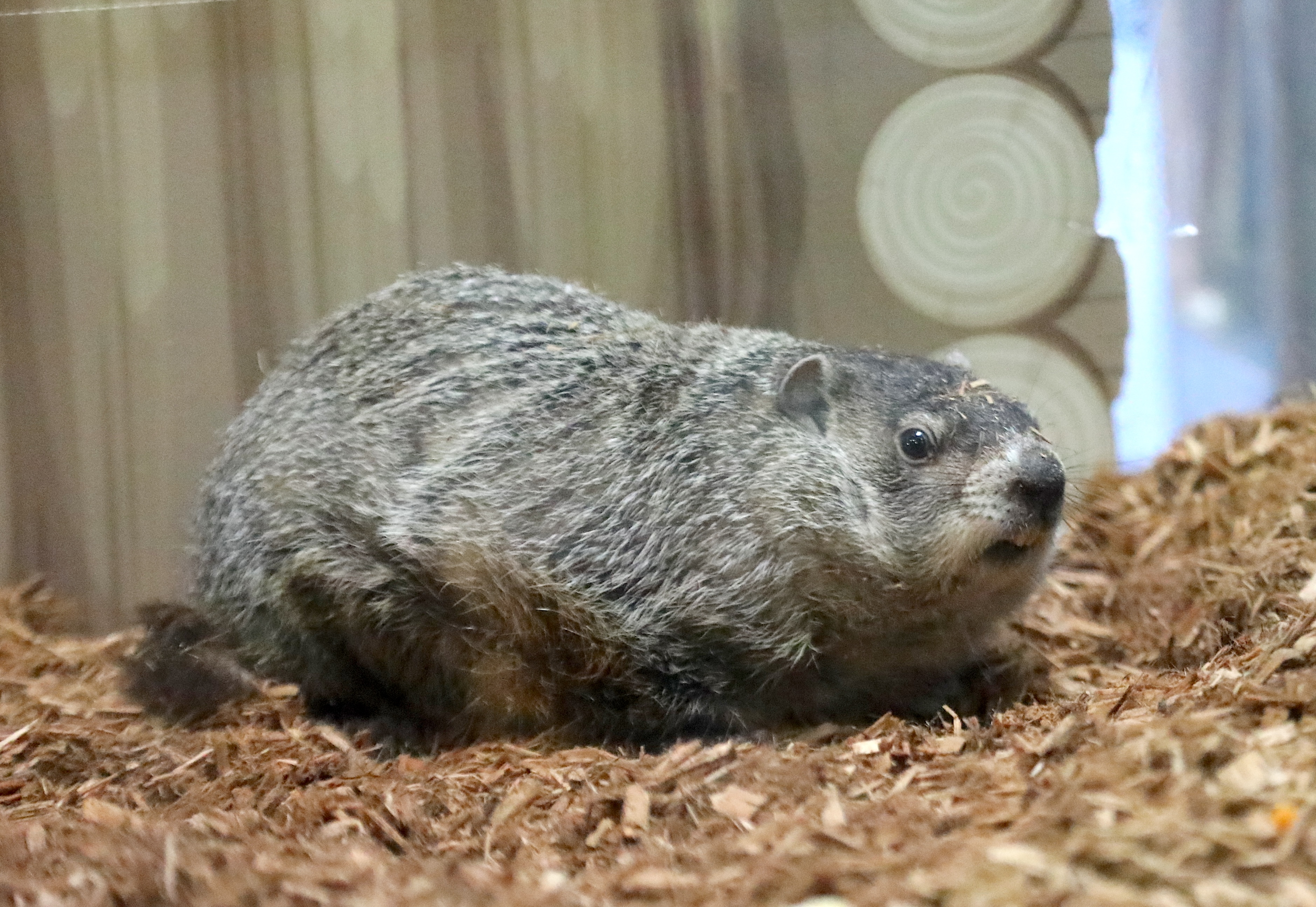 Staten Island Chuck is seen here at the 2026 Groundhog Day event at the Staten Island Zoo with local elected officials and zoo staff and members of the Susan Wagner Weather Club. He predicted six more weeks of winter.(Advance/SILive.com | Jan Somma-Hammel)