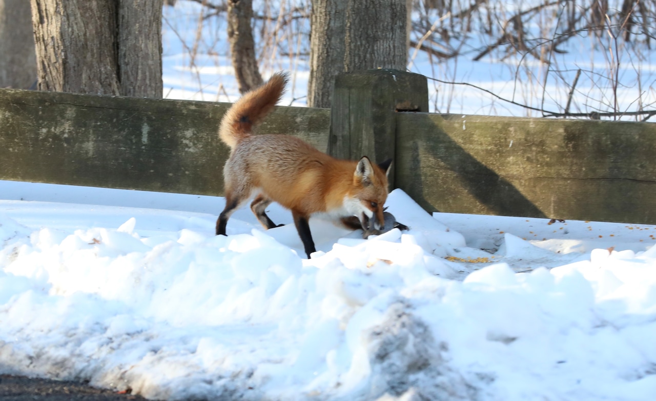 A fox catches breakfast