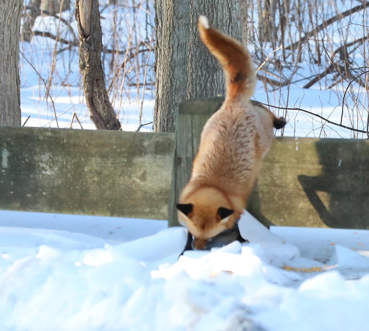A fox catches breakfast
