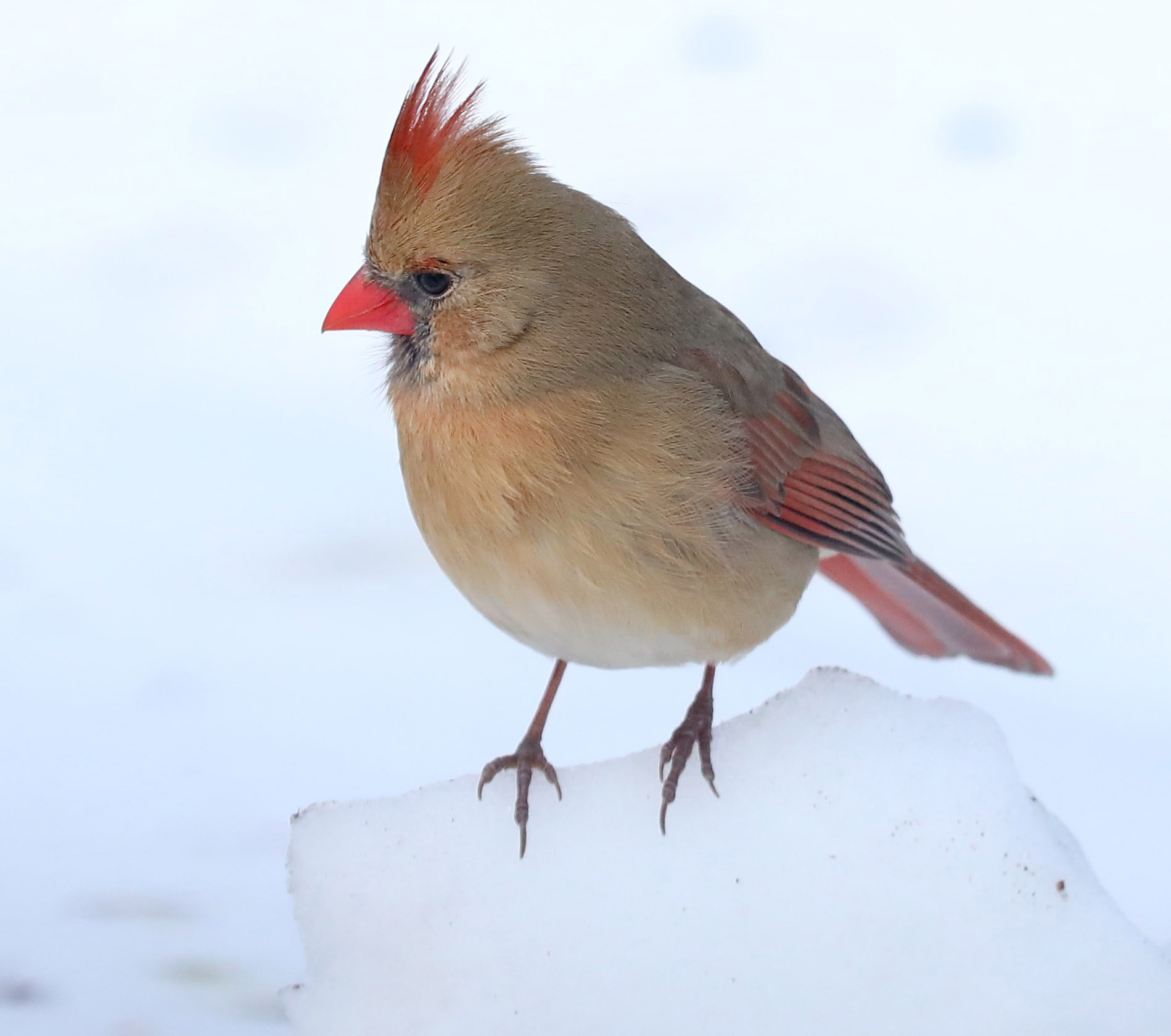 Many colorful visitors, such as this female Cardinal, appeared during a 30-minute visit to the Conference House parking lot. (Advance/SILive.com | Jan Somma-Hammel)