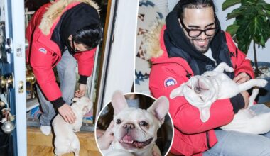 Tearjerker scene as NYC couple reunited with French bulldog Coco Chanel stolen during home invasion