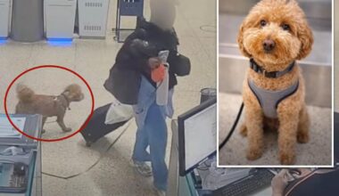 Heartless traveler arrested for ditching 2-year-old pup at Harry Reid Airport to board plane