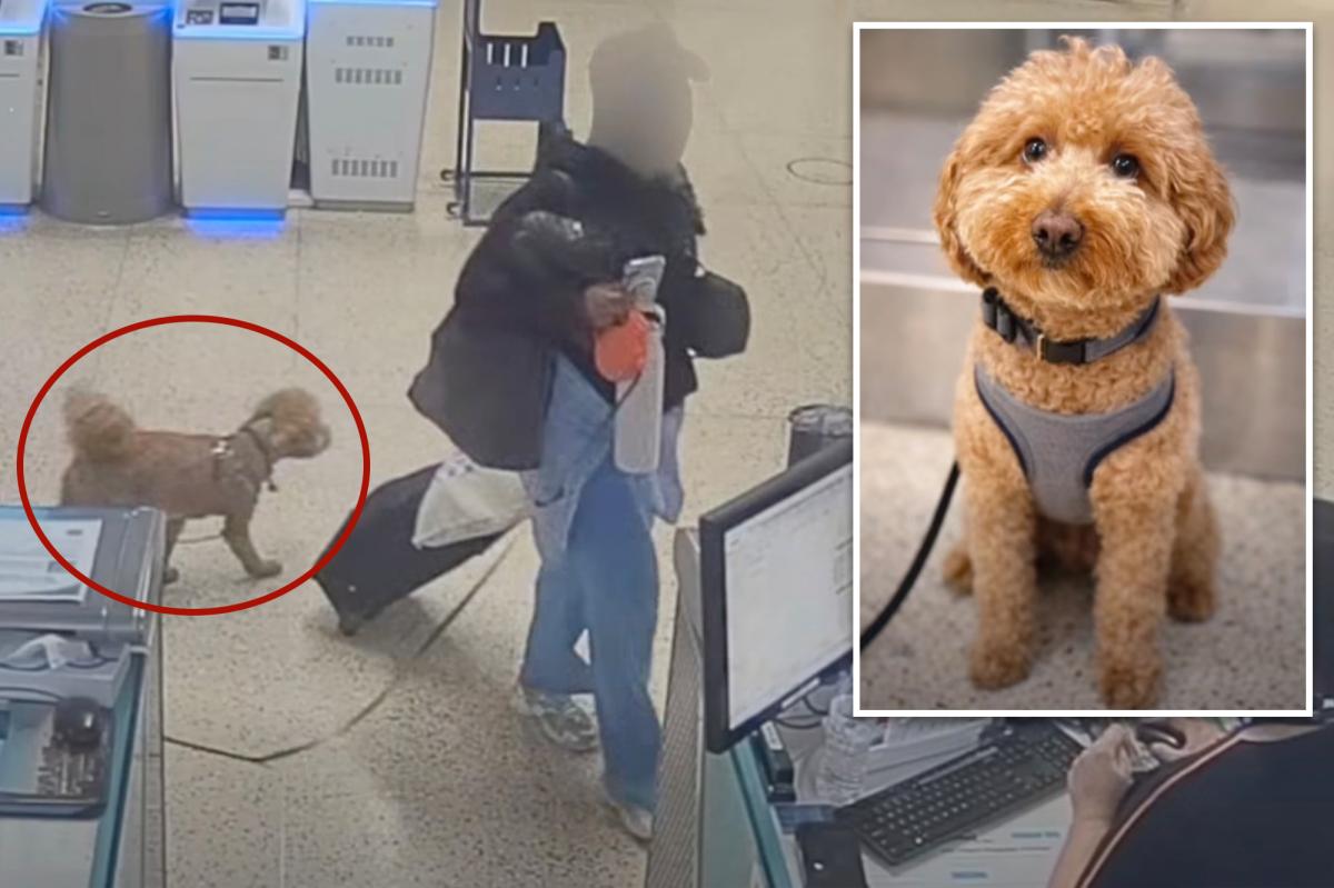 Heartless traveler arrested for ditching 2-year-old pup at Harry Reid Airport to board plane