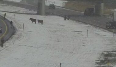 Cows on the loose on Thruway near Buffalo