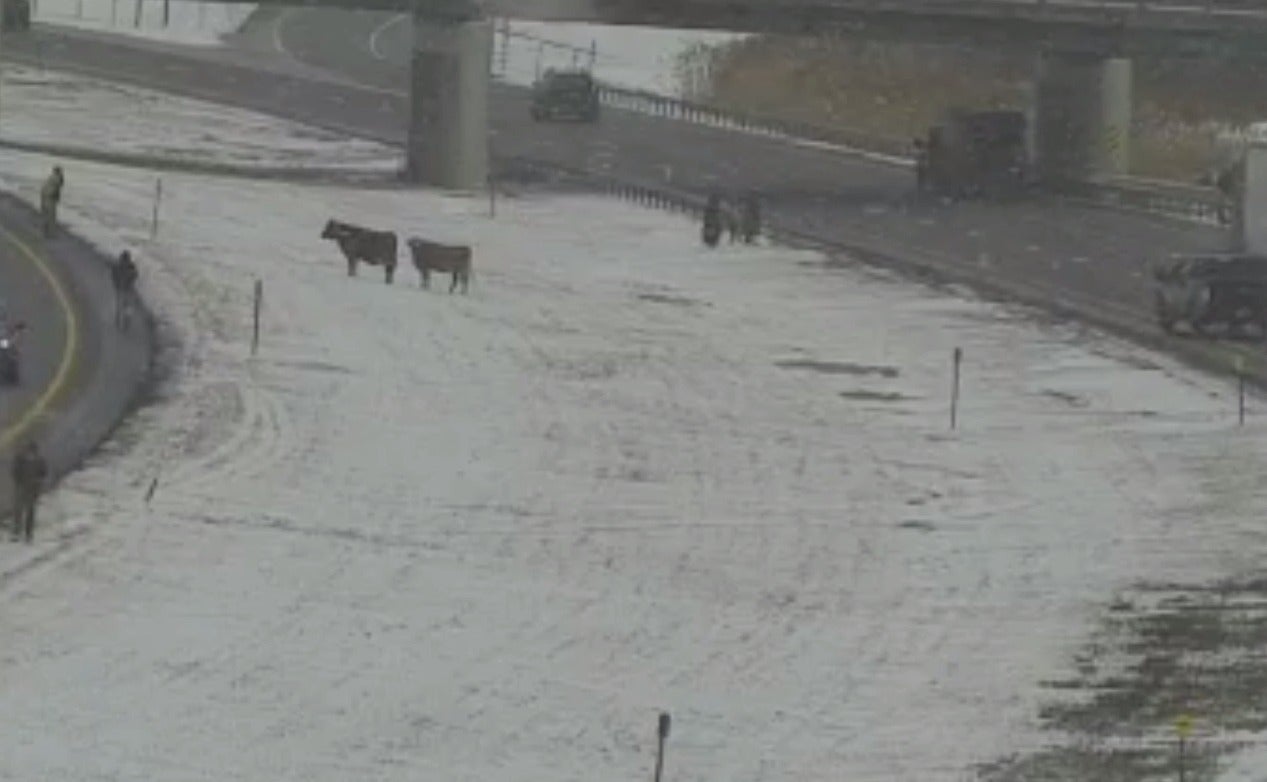 Cows on the loose on Thruway near Buffalo