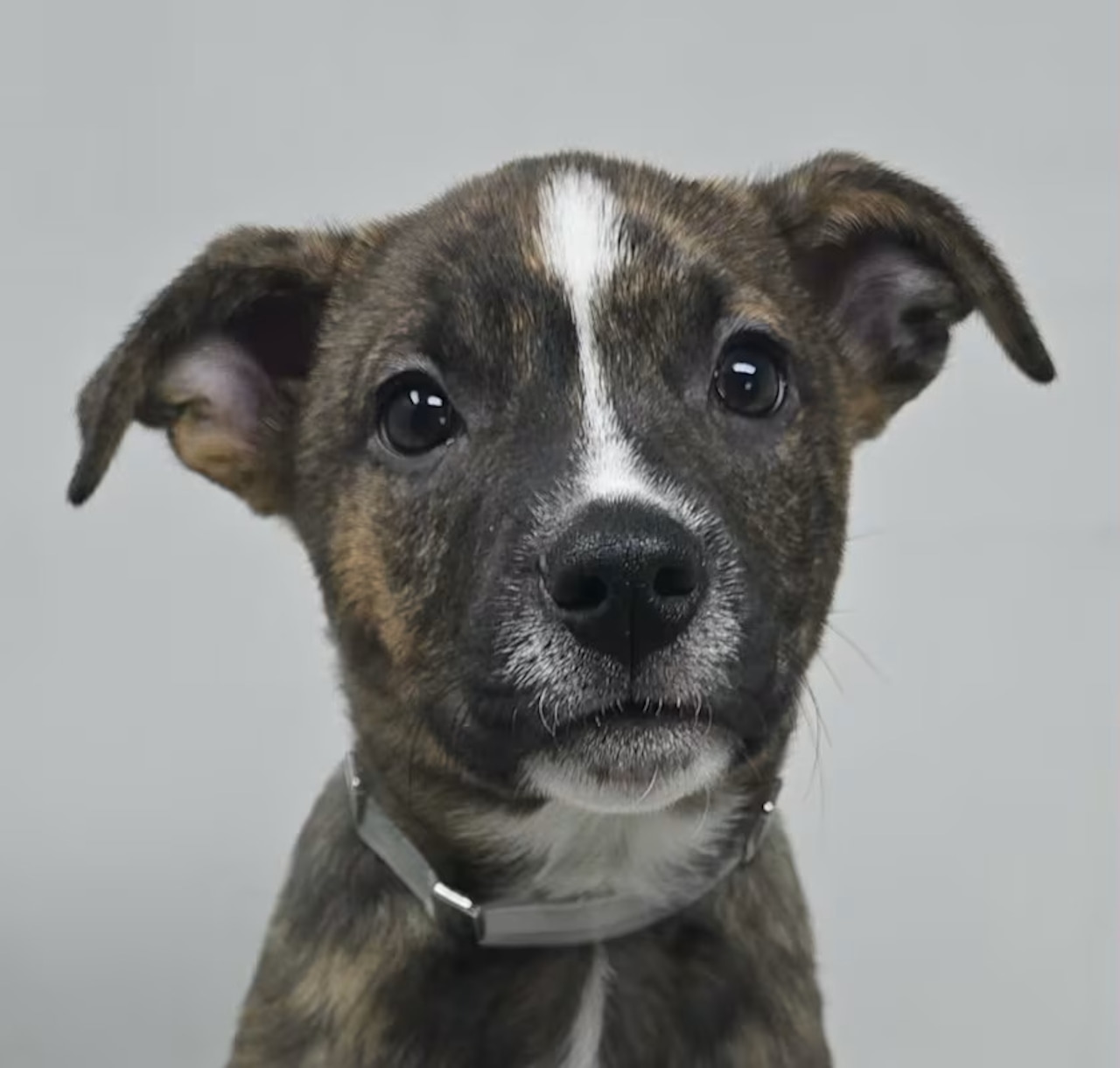 These adoptable pets could use your help…It’s National Pet Dental Health Month!  Feb. 14-15