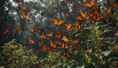 Manhattan Times News