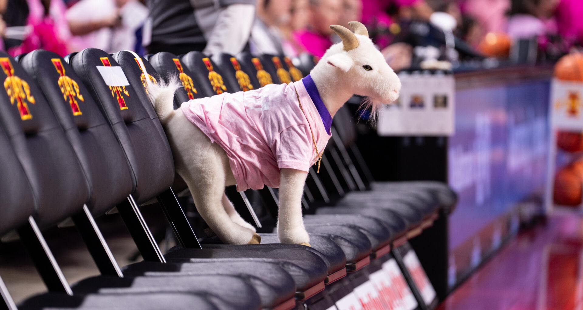 Cyclones visit Wildcats – Iowa State Daily