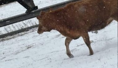 Watch: Escaped cows block traffic on New York State Thruway