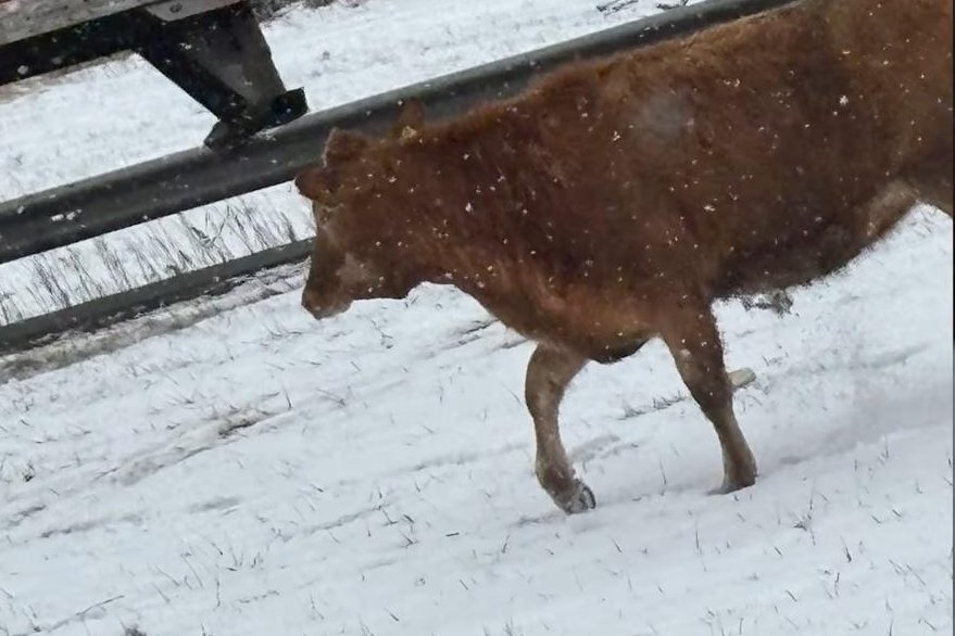 Watch: Escaped cows block traffic on New York State Thruway