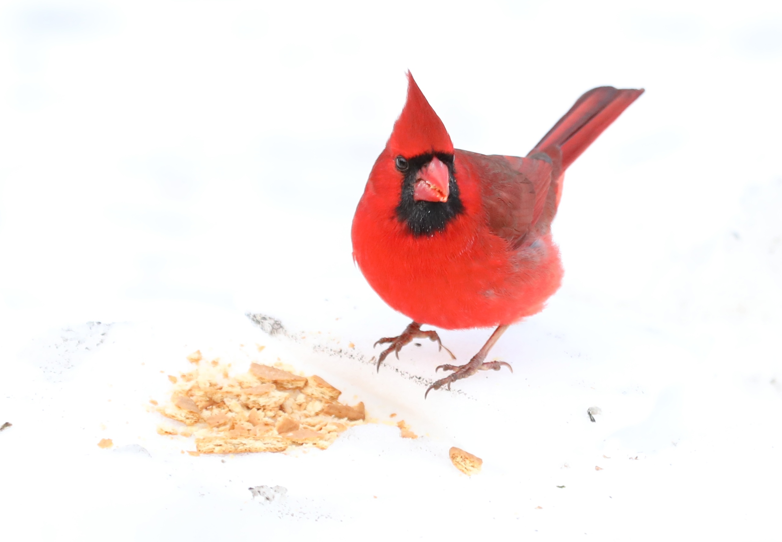 Many colorful visitors, such as this male Cardinal, appeared during a 30-minute visit to the Conference House parking lot. (Advance/SILive.com | Jan Somma-Hammel)