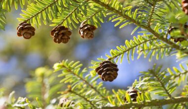 Eastern hemlock, Tsuga canadensis