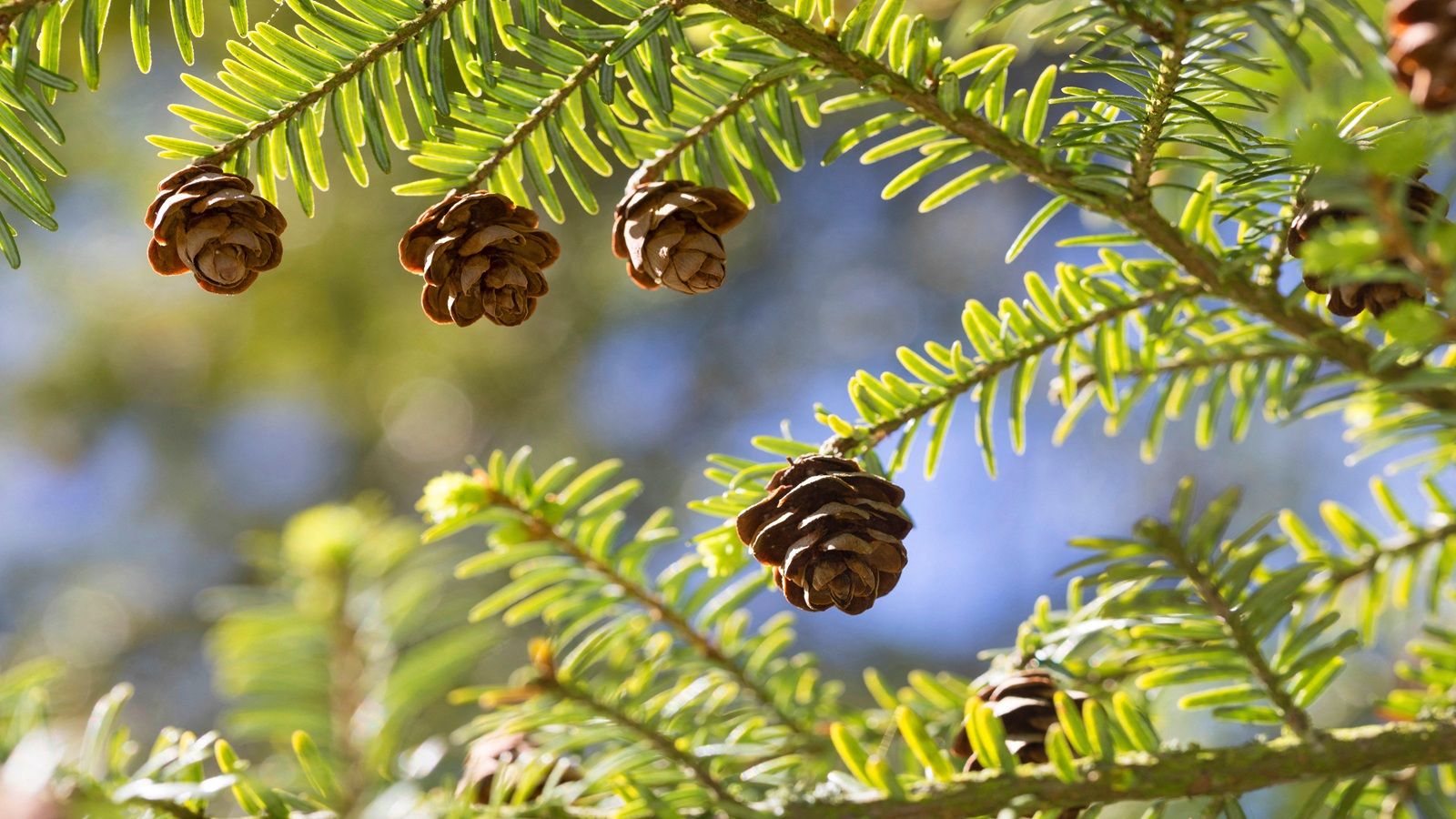 Eastern hemlock, Tsuga canadensis