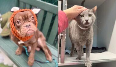 James, left, and Nicky, right. (Courtesy of the Animal Care Centers of NYC)