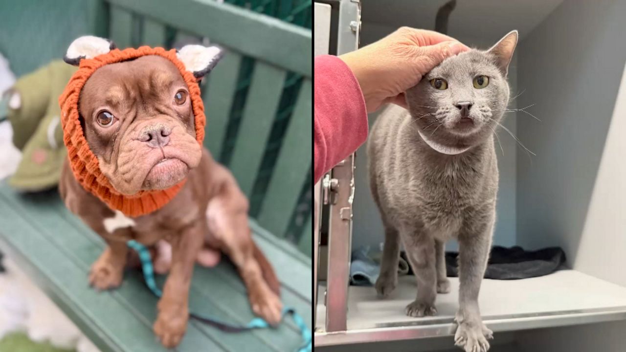 James, left, and Nicky, right. (Courtesy of the Animal Care Centers of NYC)