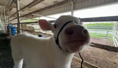 Members of Randolph FFA earn bronze in national competition