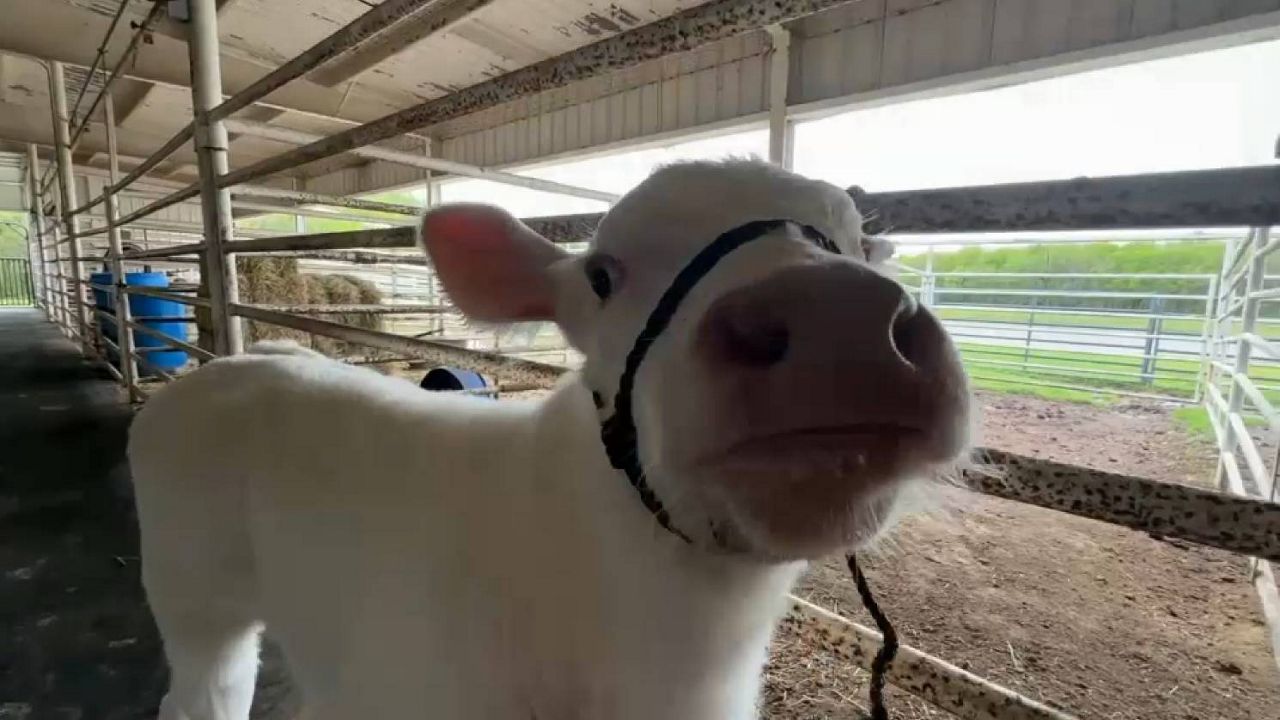 Members of Randolph FFA earn bronze in national competition