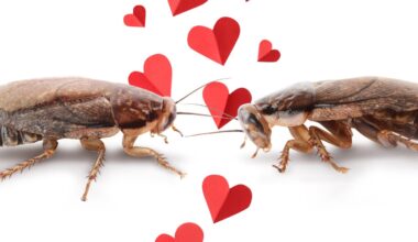 Full of spite this Valentine’s Day? Here’s how to celebrate. – NBC New York