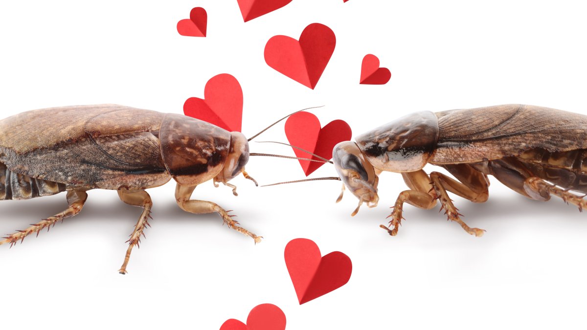 Full of spite this Valentine’s Day? Here’s how to celebrate. – NBC New York