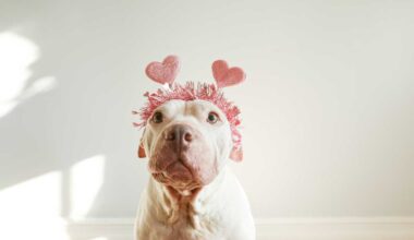 Foster or adopt a New York City pet for Valentine’s Day