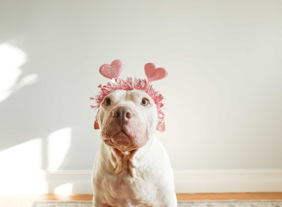 Foster or adopt a New York City pet for Valentine’s Day